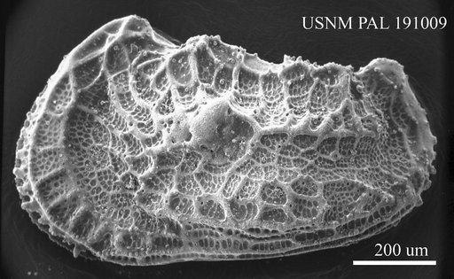 Abyssocythere sp.