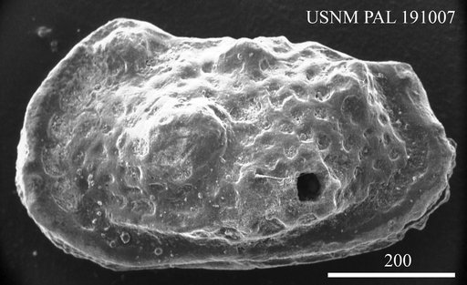 Genus indet. sp. indet.