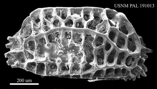 Chrysocythere aff. cataphracta Ruggieri