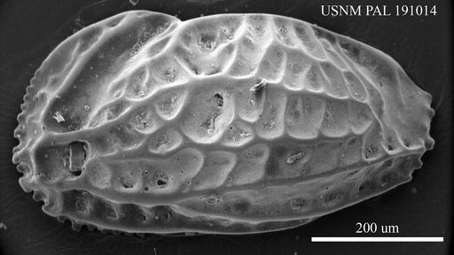 Chrysocythere faveostriata