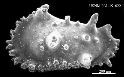 Genus indet. sp. indet.