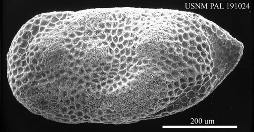 Genus indet. sp. indet.