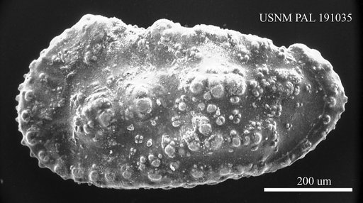 Veenia sp.