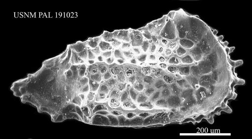 Genus indet. sp. indet.