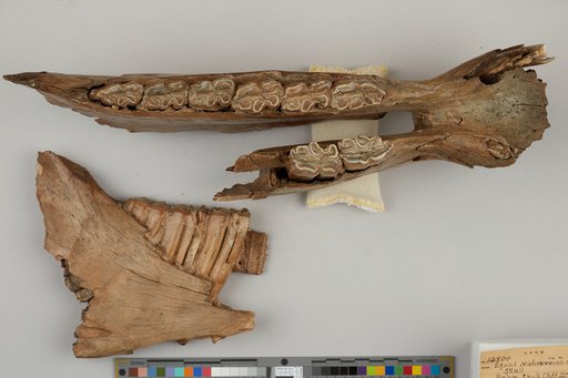 Equus niobrarensis alaskae Winans, 1989