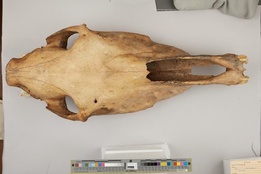 Equus niobrarensis alaskae Winans, 1989