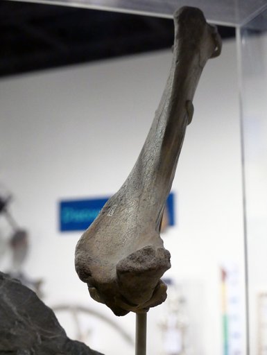Equus sp
