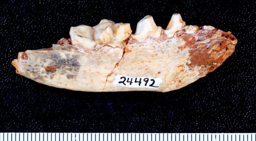 Lontra sp