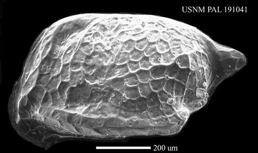 Cytherura sp.