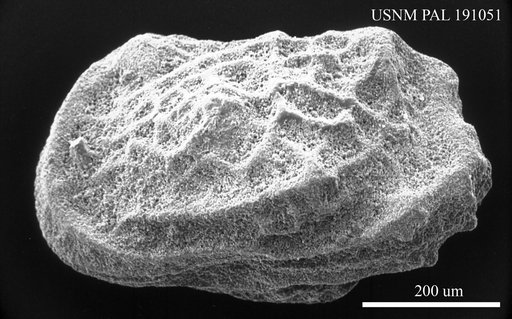 Hornibrookella sp.
