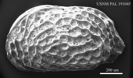 Genus indet. sp. indet.