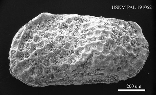 Genus indet. sp. indet.