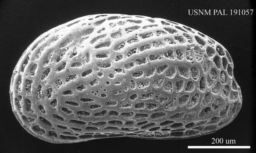 Urocythereis aff. margaritifera