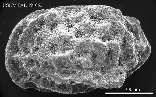 Cnestocythere lamellicosta Triebel, 1950