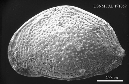 Aurila aff. aspidoides