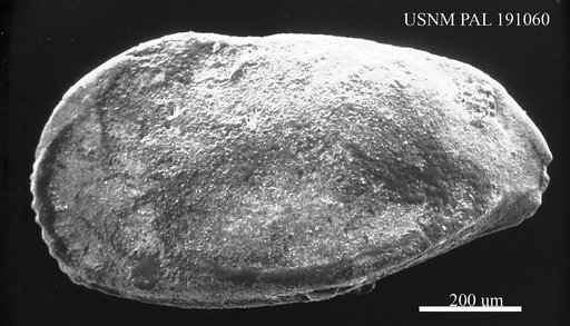 "Paleobosquetina" sp.