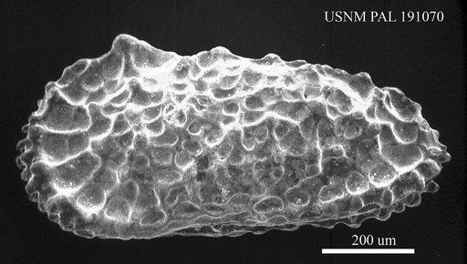 Cythereis sp.