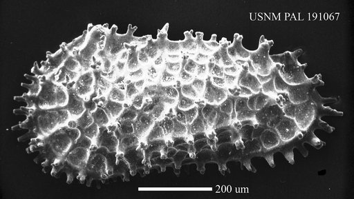 Acanthocythereis hystrix (Reuss, 1850)