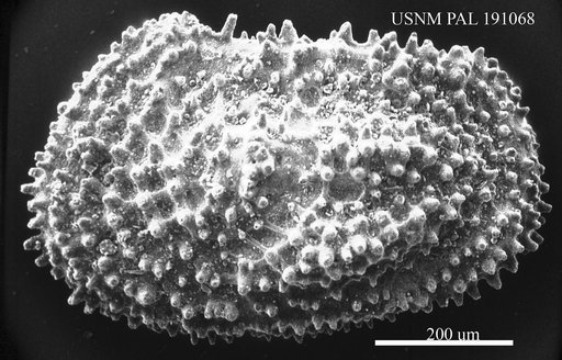 Henryhowella sp