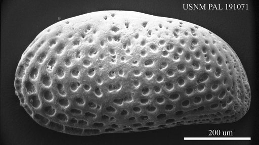 Cytheridea sp