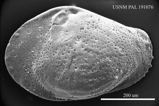 Buntonia sp.