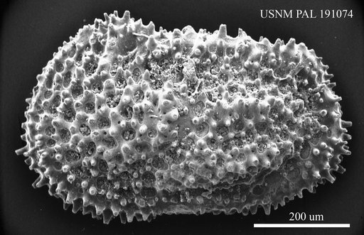Henryhowella sp