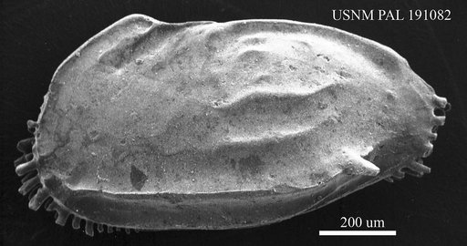 Ruggieria sp.