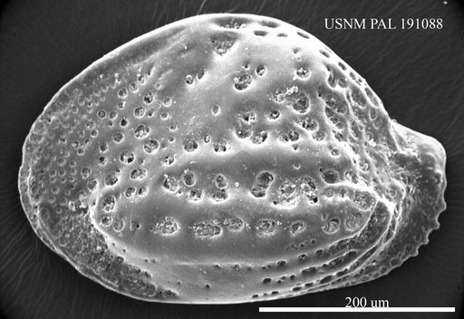 Buntonia giesbrechtii