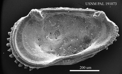 Paleoabyssocythere sp.