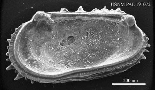 Abyssocythere sp.