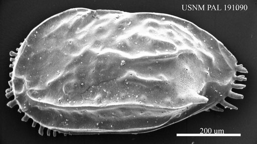 Ruggieria sp.
