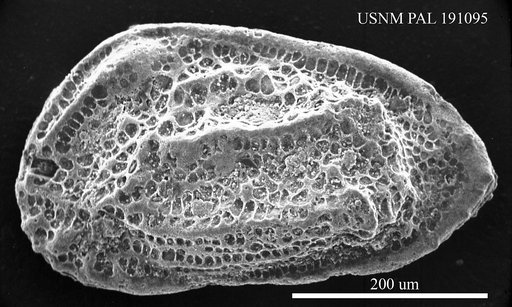 Pleurocythere (Klentnicella) klentnicensis Pokorný, 1973