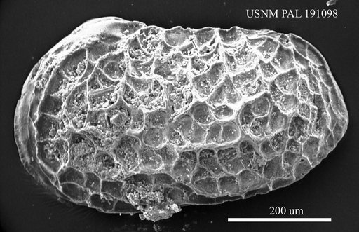 Macrodentina (Polydentina) irregularis Pokorny, 1973