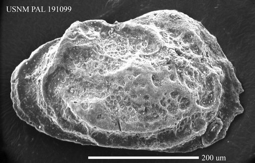 Quasihermanites bicarinatus moravicus Pokorny, 1973