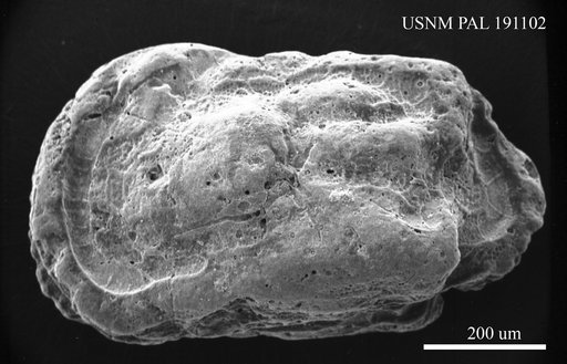 Genus indet. sp. indet.