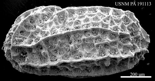 Chrysocythere sp.