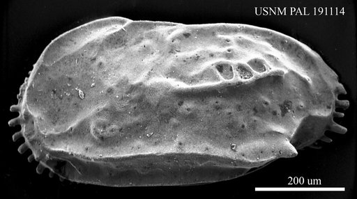 Ruggieria sp.