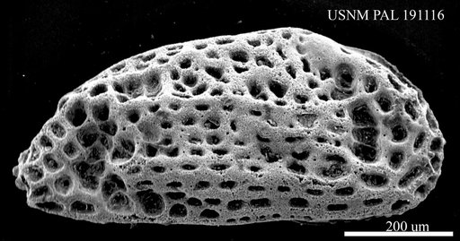 Falunia sp.