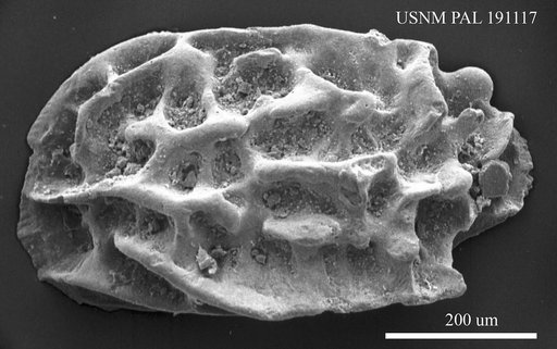 Cnestocythere lamellicosta Triebel, 1950
