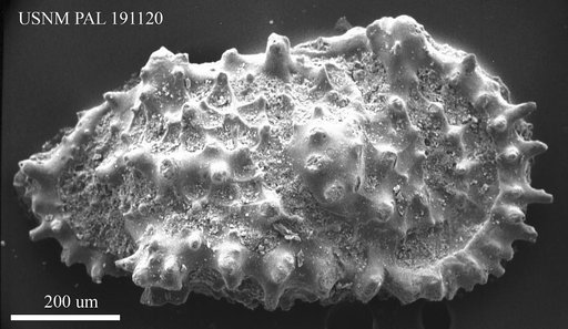 Cythereis sp.