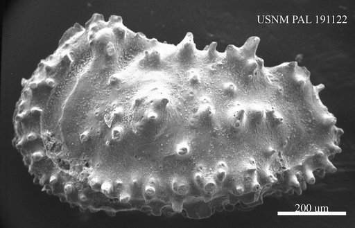 Genus indet. sp. indet.