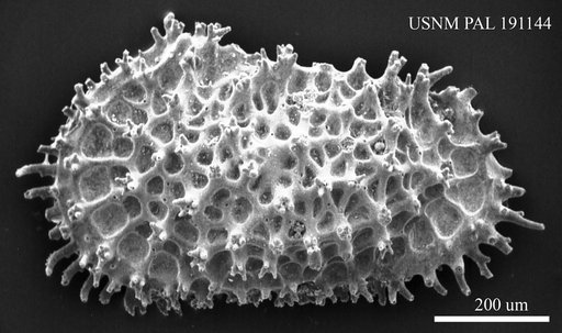Acanthocythereis hystrix (Reuss, 1850)