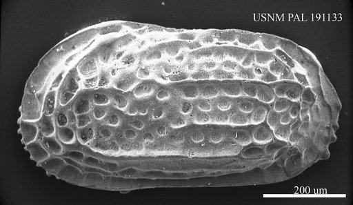 Genus indet. sp. indet.