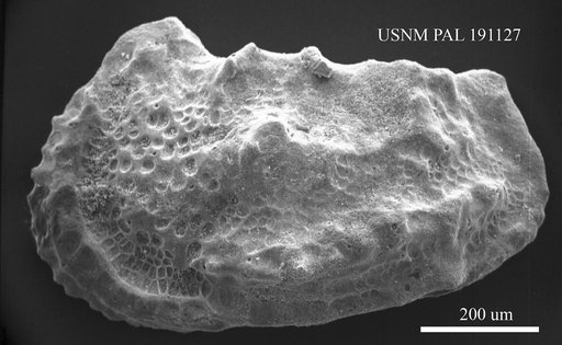 Abyssocythere carpathica Pokorny