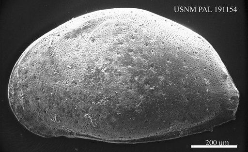 Aurila sp.