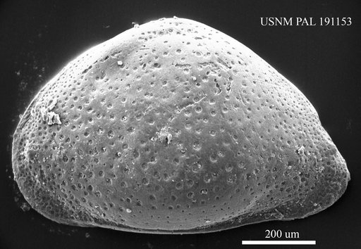Aurila sp.