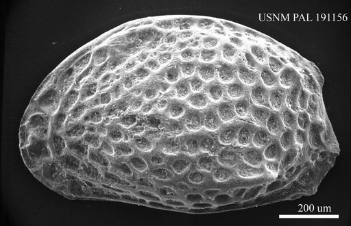 Aurila sp.