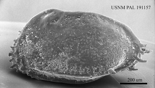 Genus indet. sp. indet.