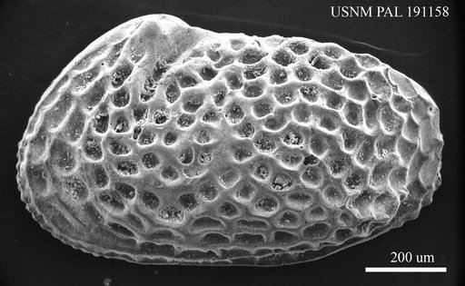 Genus indet. sp. indet.