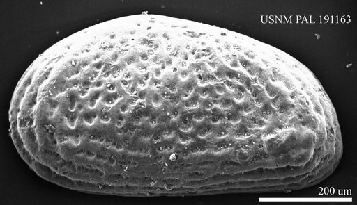 Eucytheridea sp.